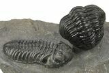 Beautiful Pair Of Pedinopariops Trilobites - Mrakib, Morocco #243837-3